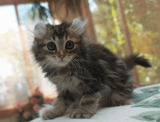 American Curl Kitten